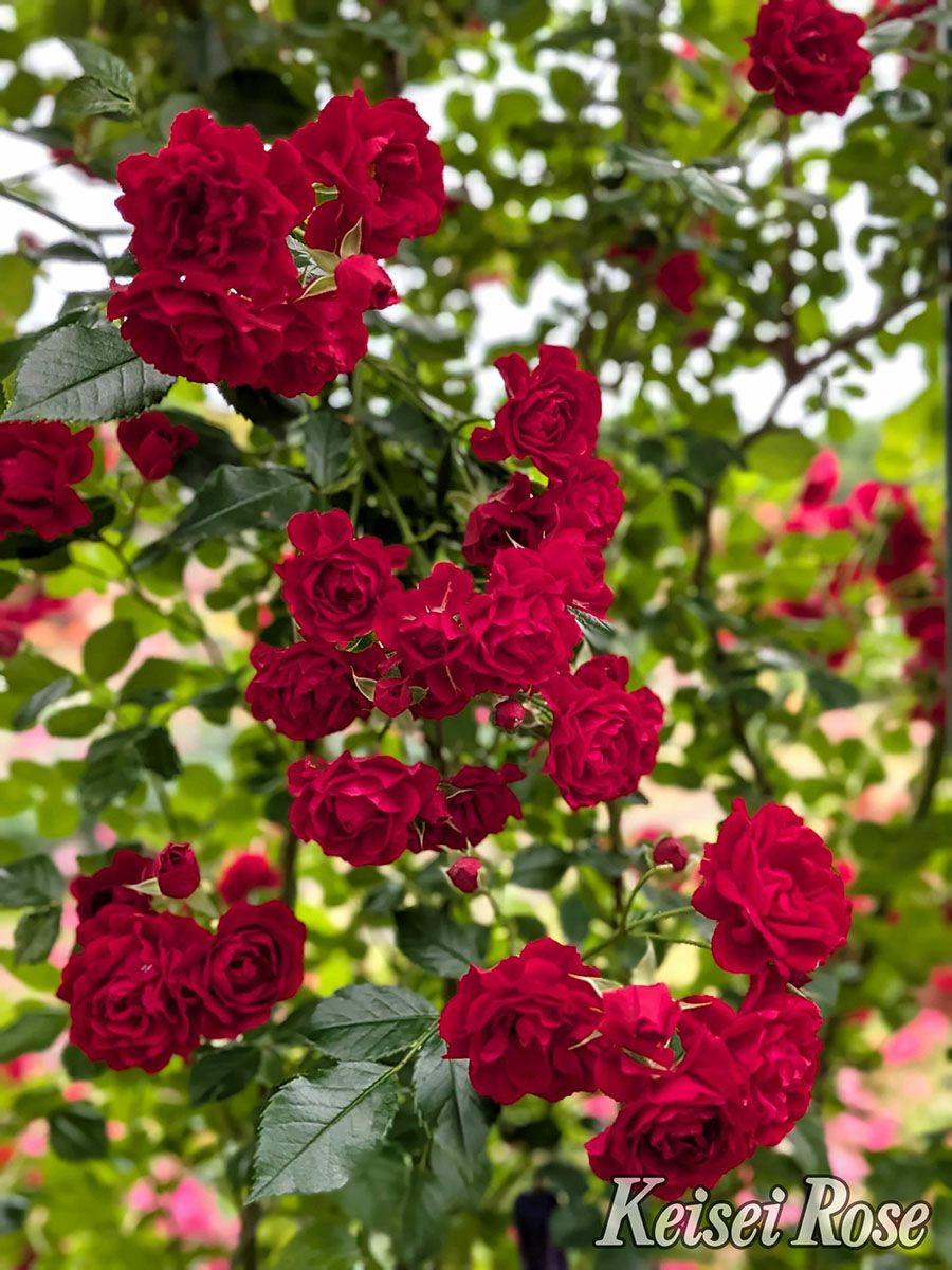 バラ苗クリムゾンシルエッタ