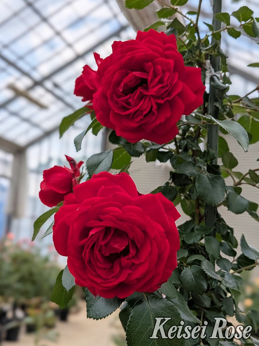 バラ苗ライデンシャフト