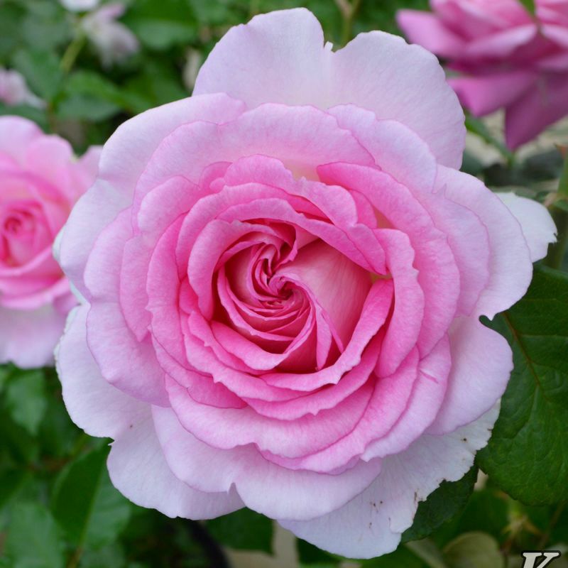 バラ苗アダージョ