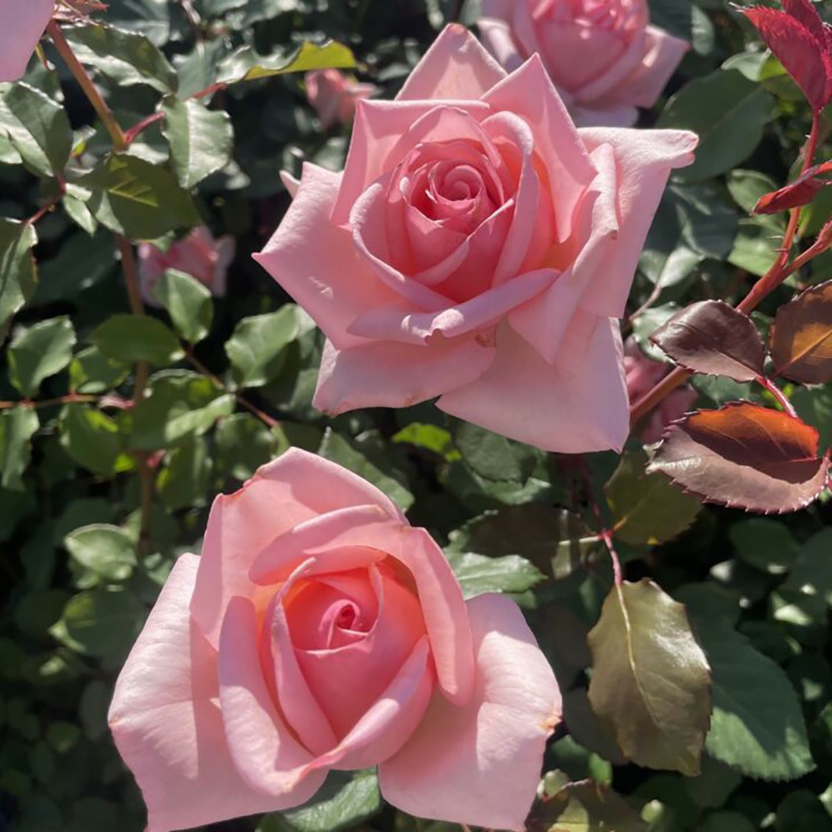 バラ苗ひととき