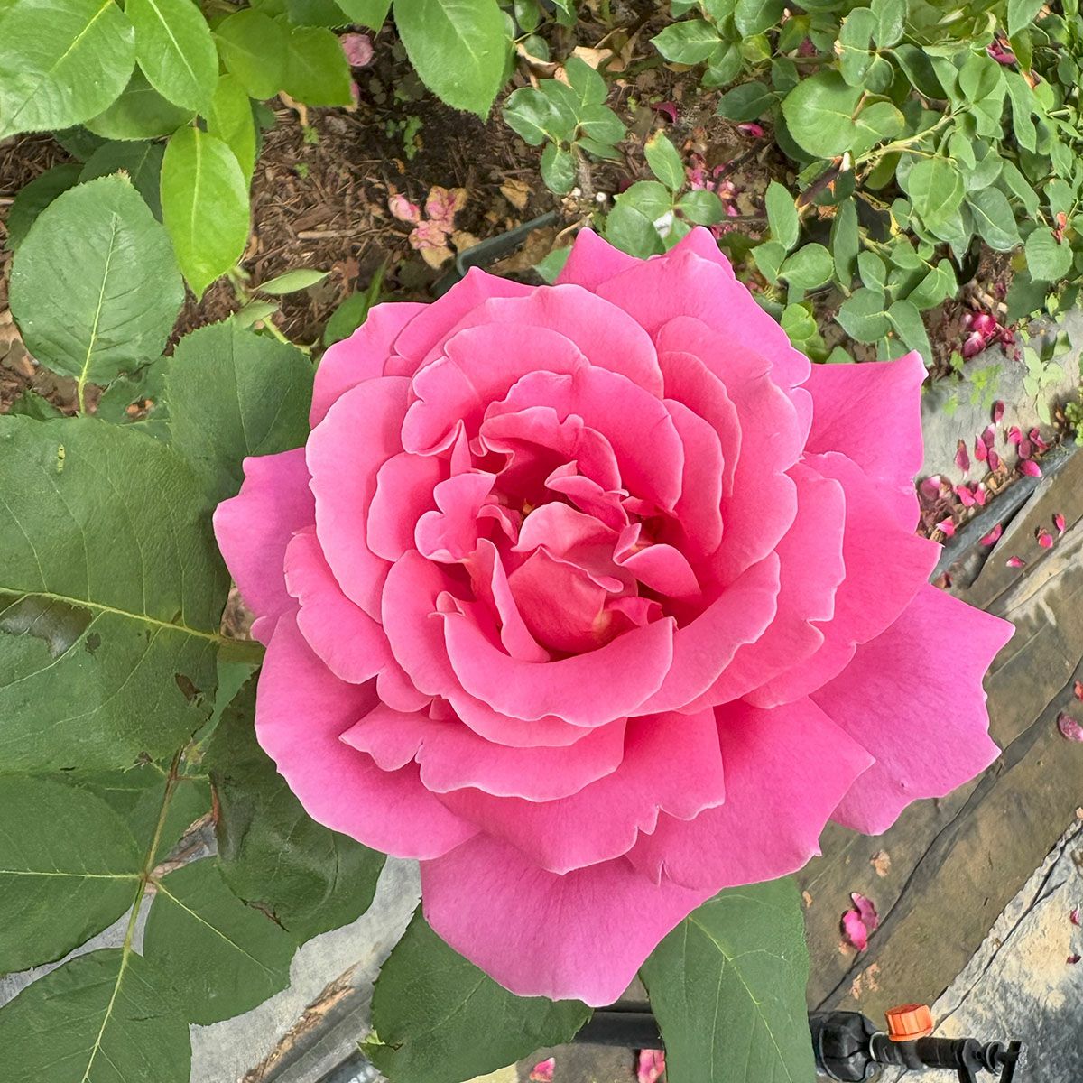 バラ苗ピンクピース