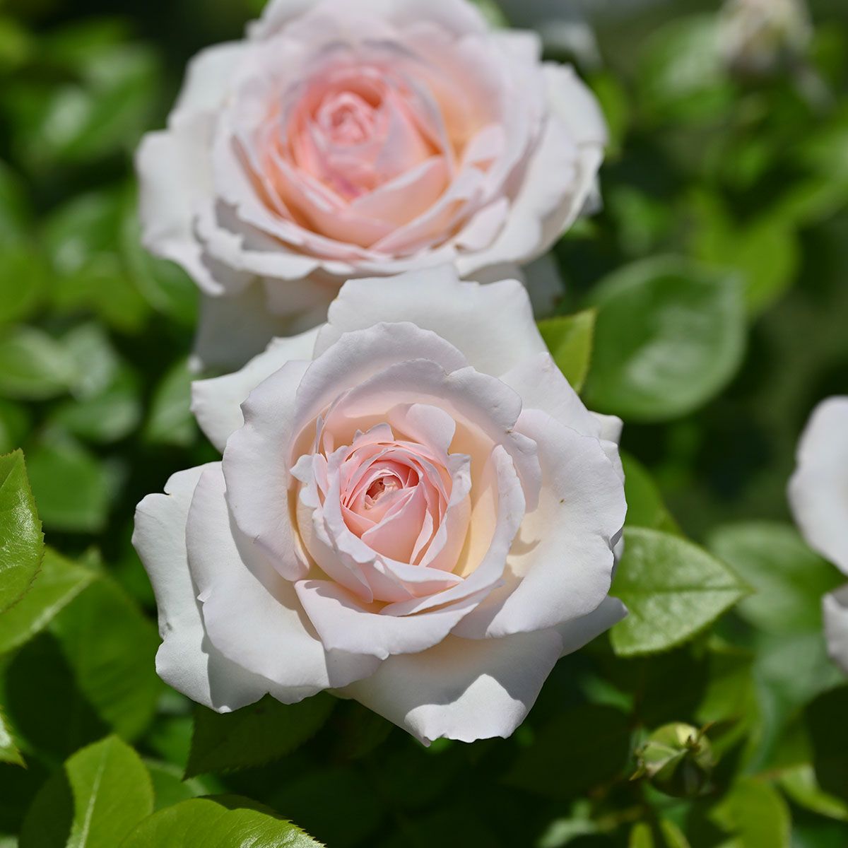 バラ苗ラソヴァジーヌテルエパッション