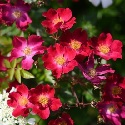 ドイリー1162❤️華麗な真紅薔薇&ローズ薔薇のツル薔薇ドイリー✨大判42cm ドイリー1162❤️華麗な真紅薔薇&ローズ薔薇のツル薔薇ドイリー