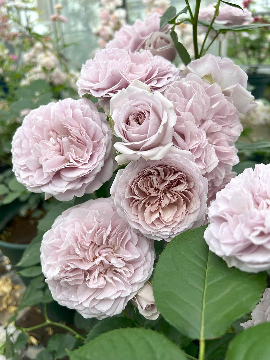 バラ苗ルソワール