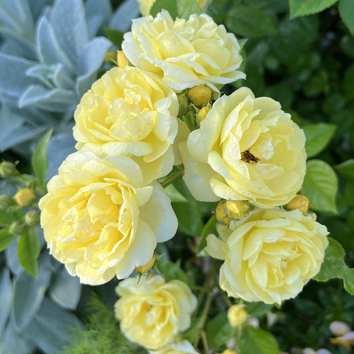 新苗4号（河本） | THE ROSE SHOP｜バラ専門店 ザローズショップ 本店