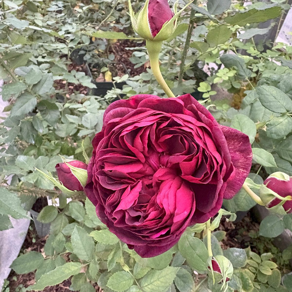 バラ苗アストリットグレーンフィンハンデンベルク