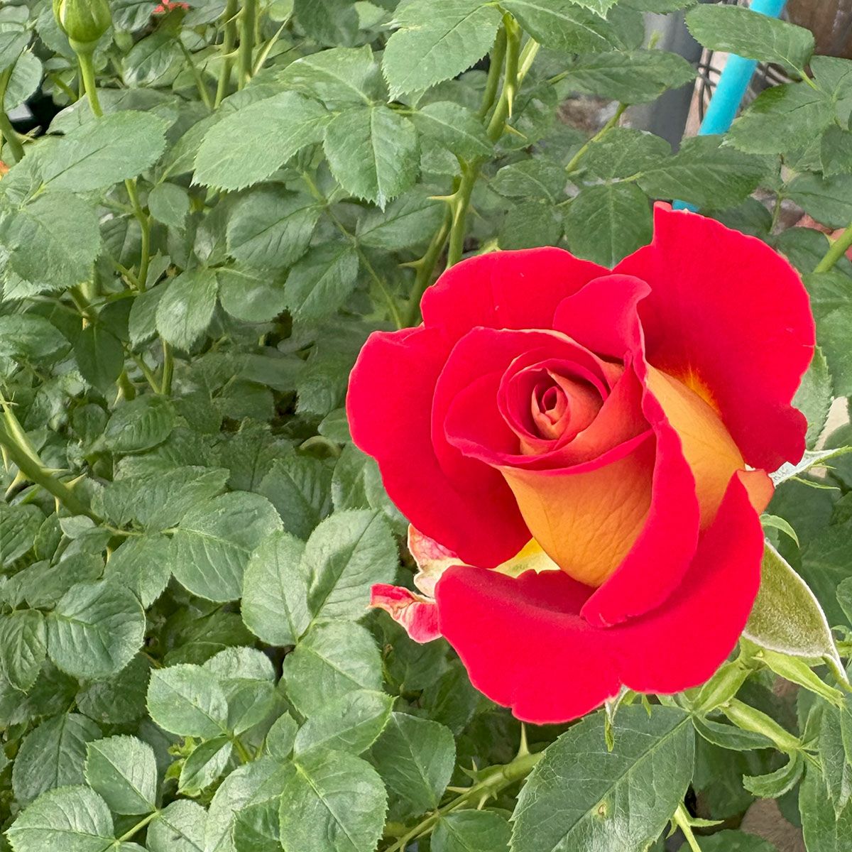 バラ苗ケチャップ＆マスタード