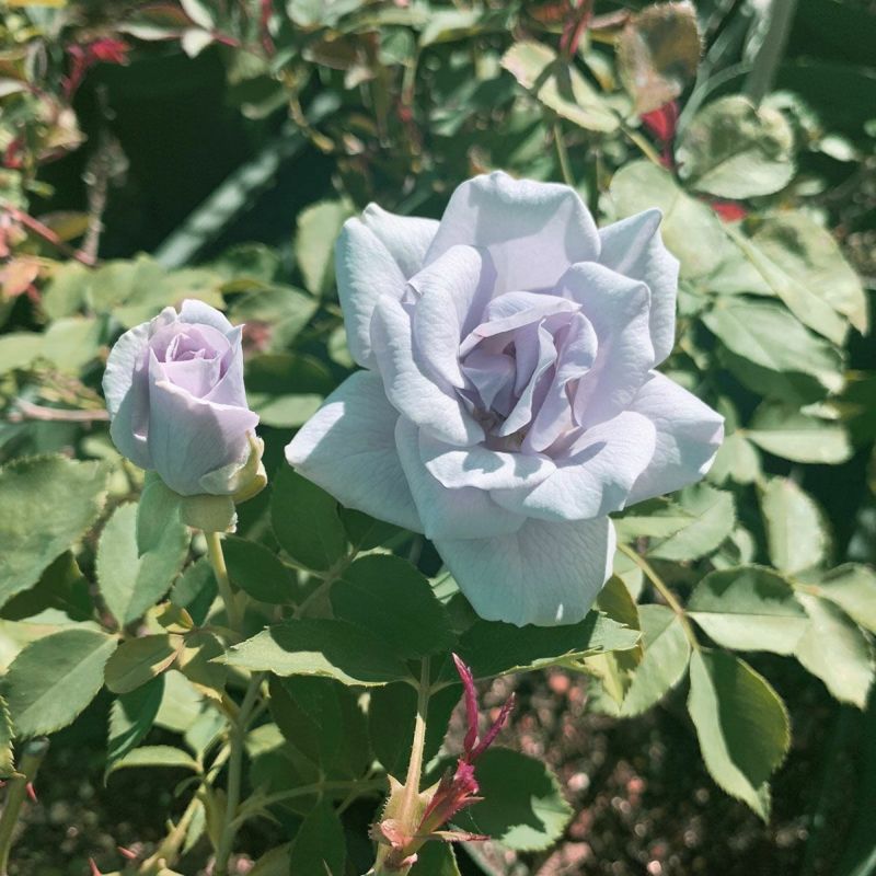 バラ苗(超お買い得5苗セット) 1セットだけ ITANSE ミニ薔薇 色MIX見計い 花苗 3号〜4号 お買い得2個セット