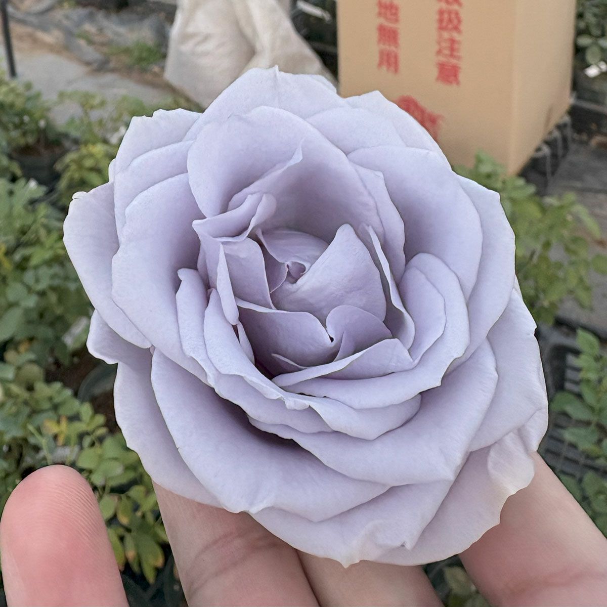 バラ苗ターンブルー