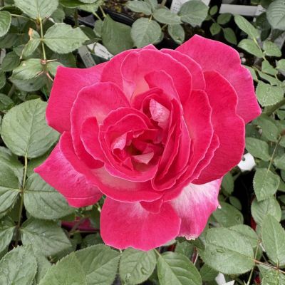 切り花品種バラ苗 レアバラ Victorian Peac♡ Rose