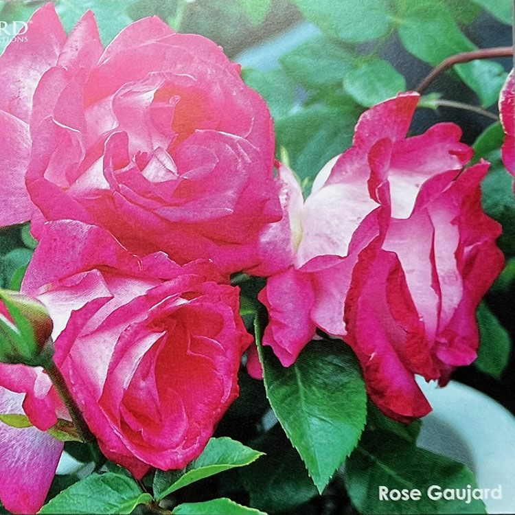 バラ苗ローズゴジャール