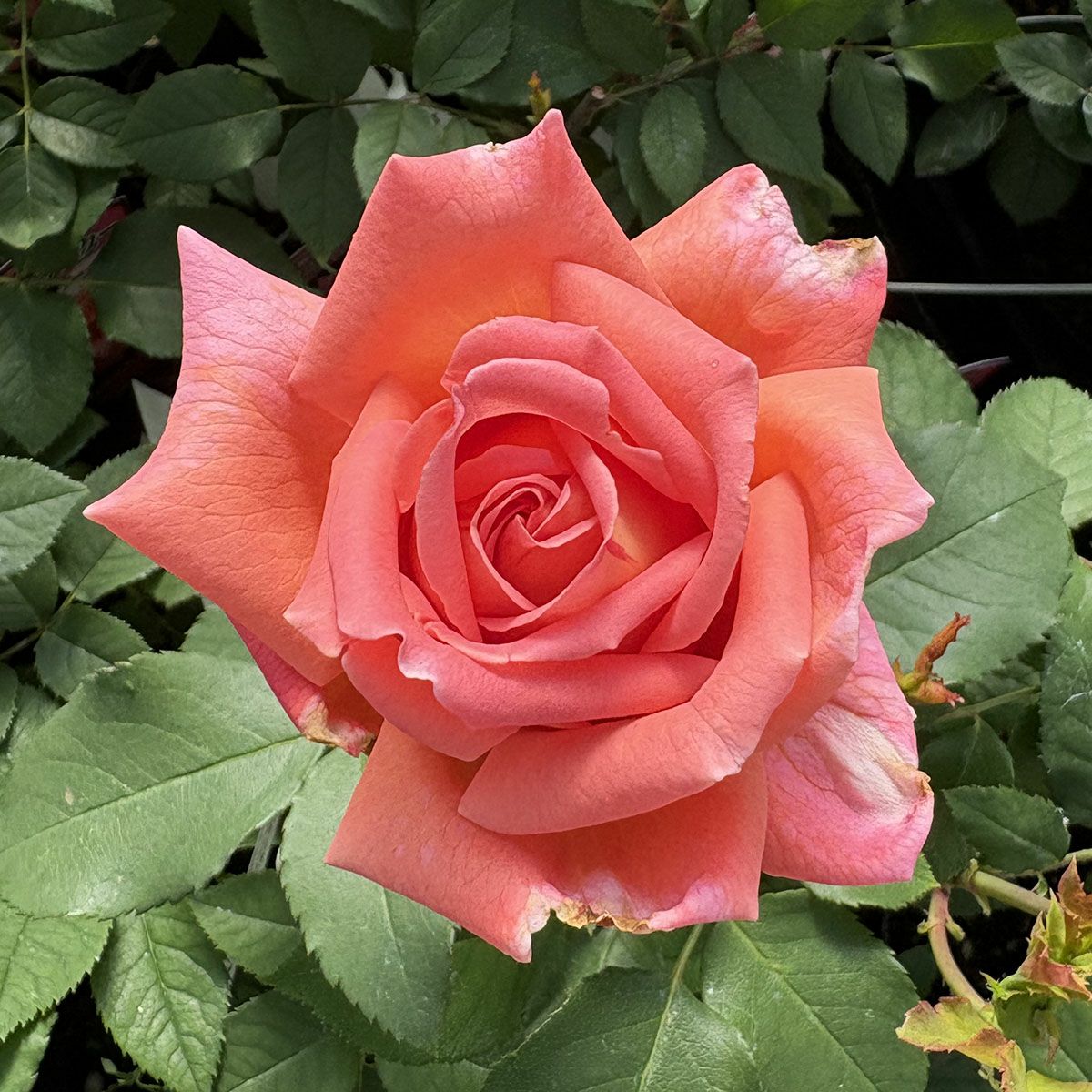 バラ苗ウェストミンスター