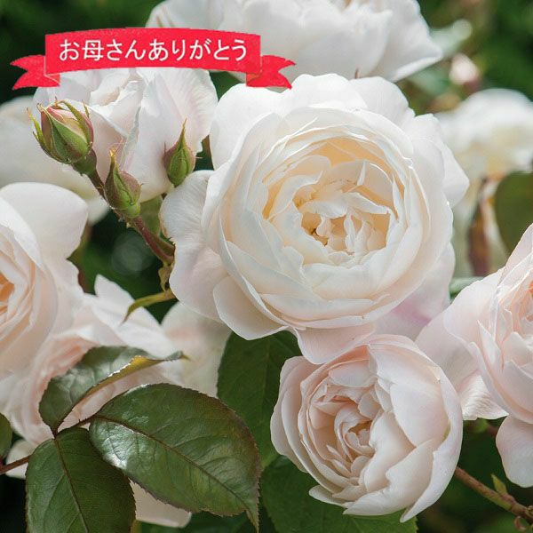 デスデモーナ