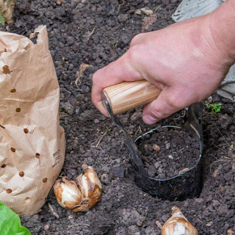 球根穴掘りツール 種苗植え 土壌採取