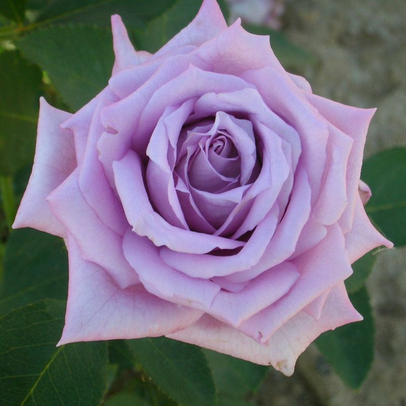 バラ苗 【マミーブルー】 (新苗植え替え) ハイブリッドティー 四季咲き