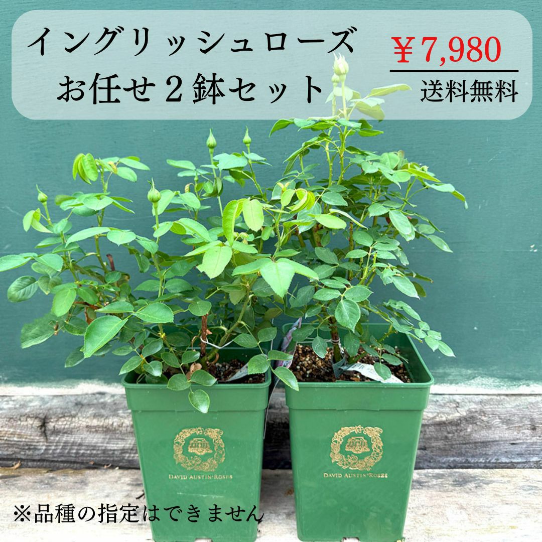 バラ苗 【イングリッシュローズお任せ2鉢セット】 大苗 ER6L専用角鉢