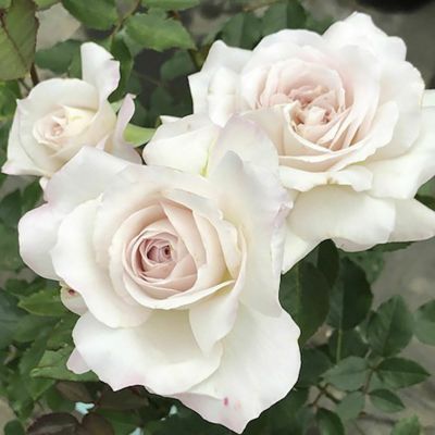 河本バラ園／ローズドゥメルスリー | THE ROSE SHOP｜バラ専門店