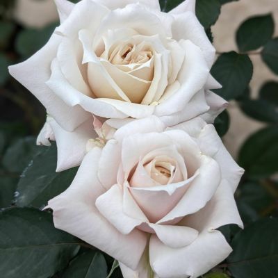色からバラを選ぶ | THE ROSE SHOP｜バラ専門店 ザローズ