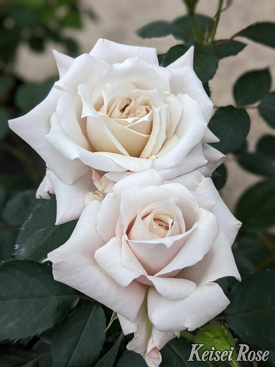 バラ苗希成 (きなり