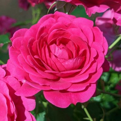赤系のバラ | THE ROSE SHOP｜バラ専門店 ザローズショップ 本店