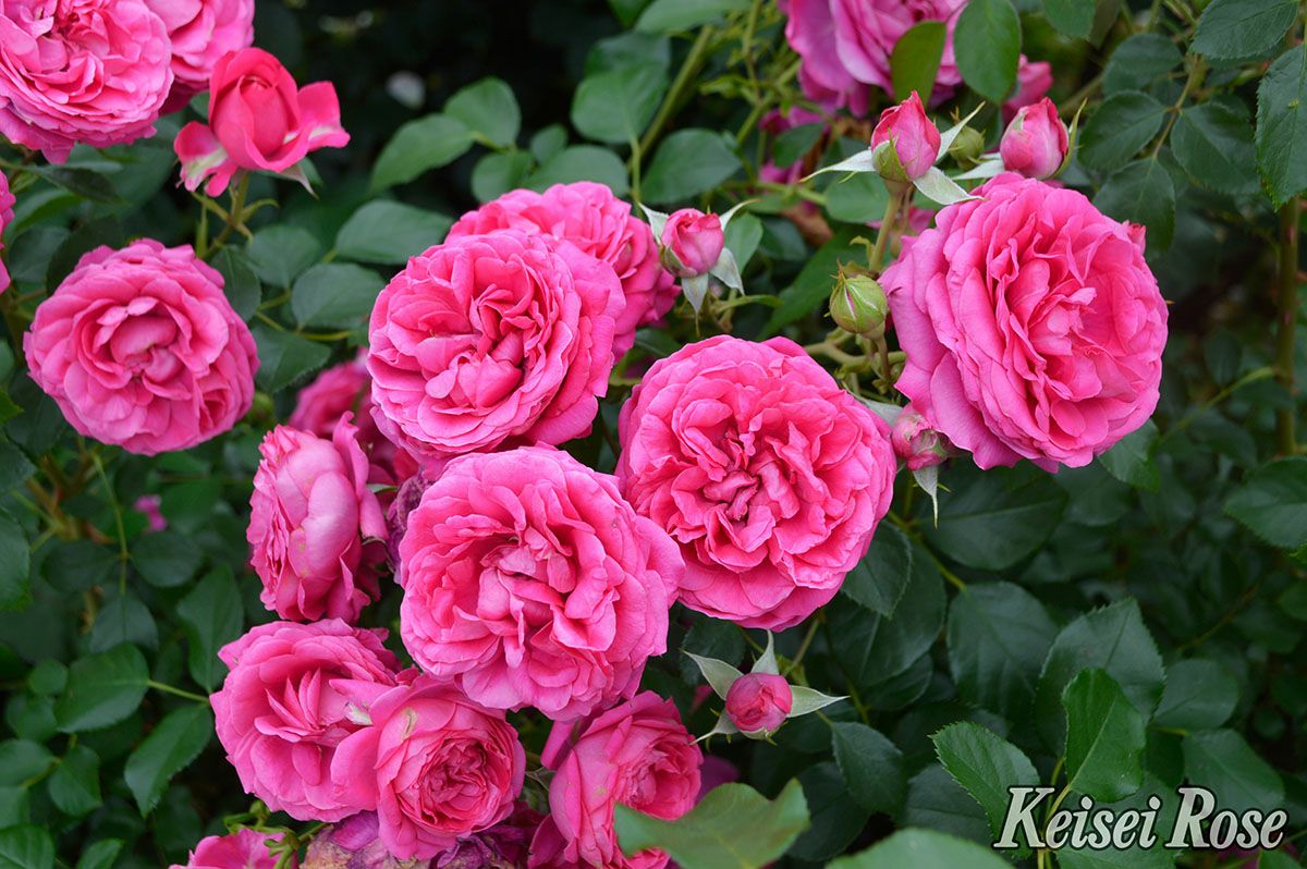 バラ苗紅かさね