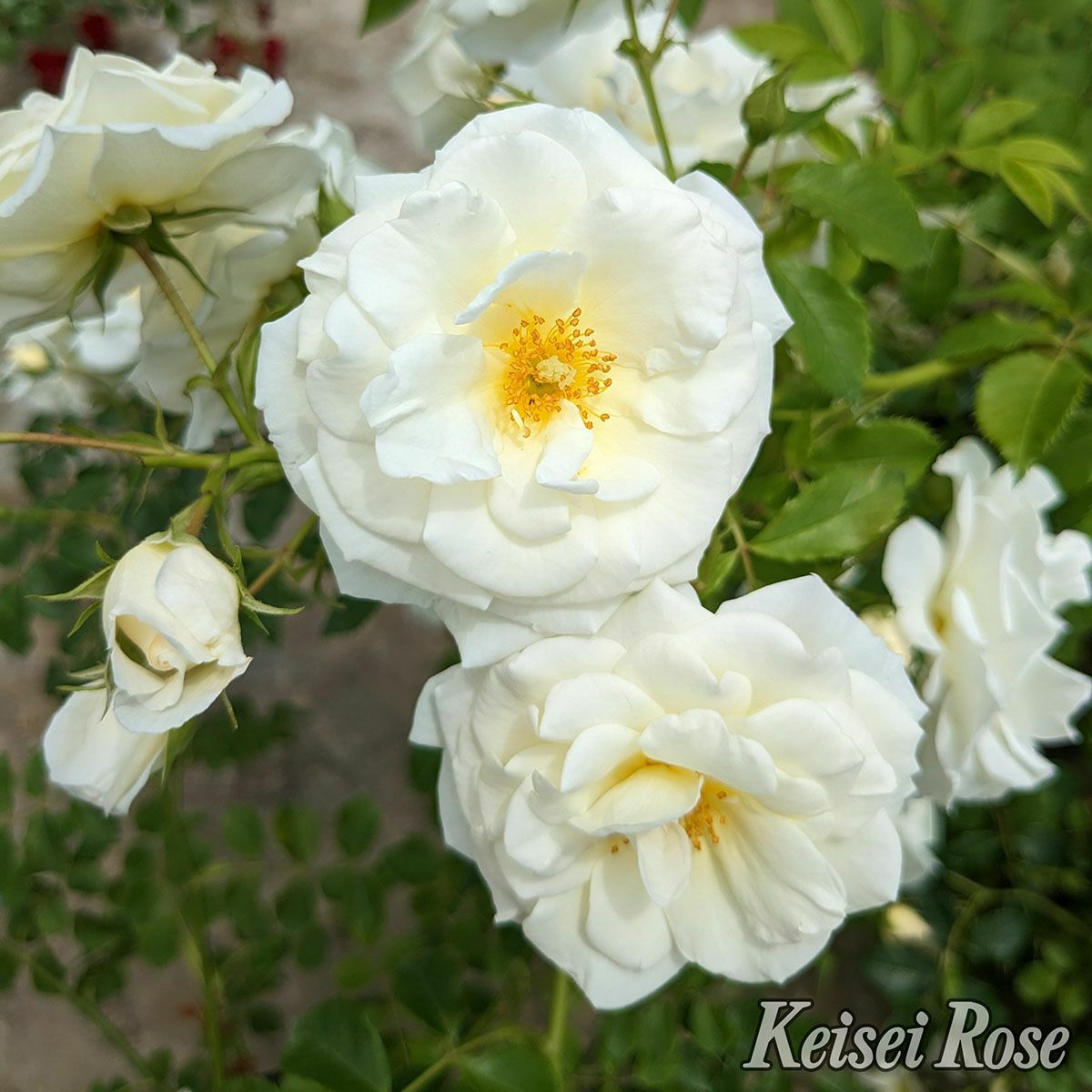 バラ苗真白 (ましろ)