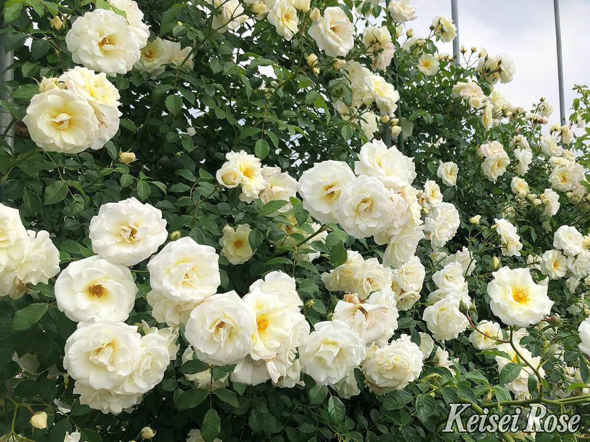 バラ苗真白 (ましろ)