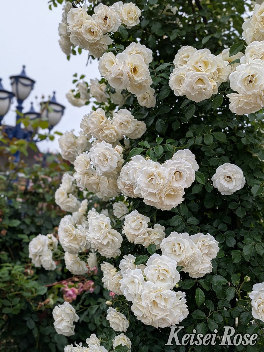 バラ苗真白 (ましろ)