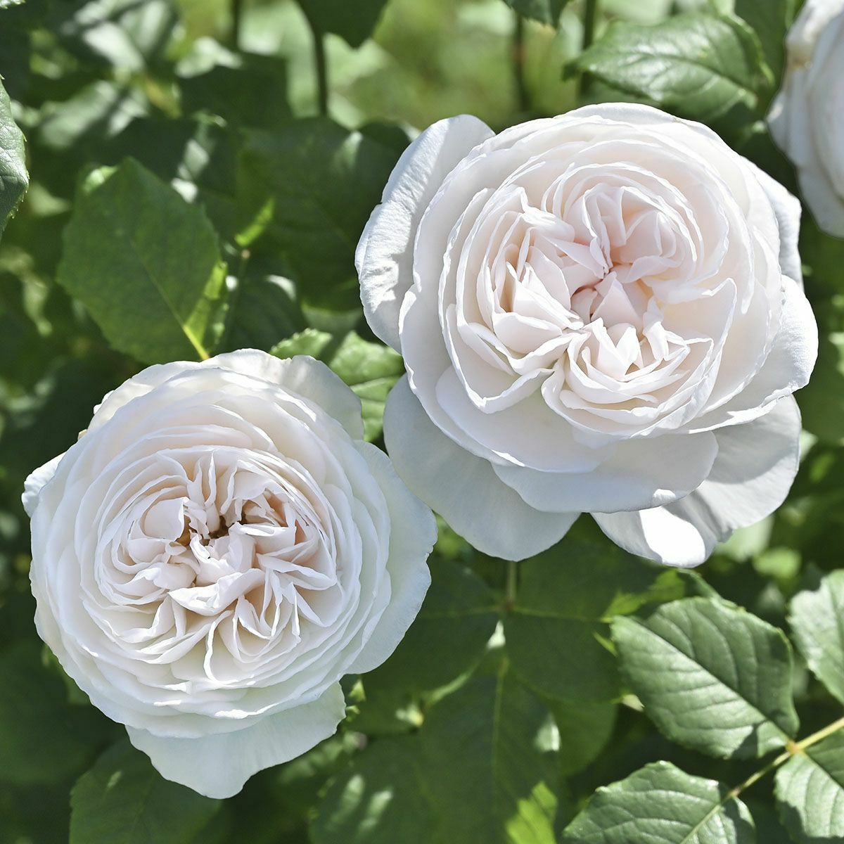 蕾付き❤️一年生株 超強香！超強健！蝶々みたいなお花 バラ苗 1月