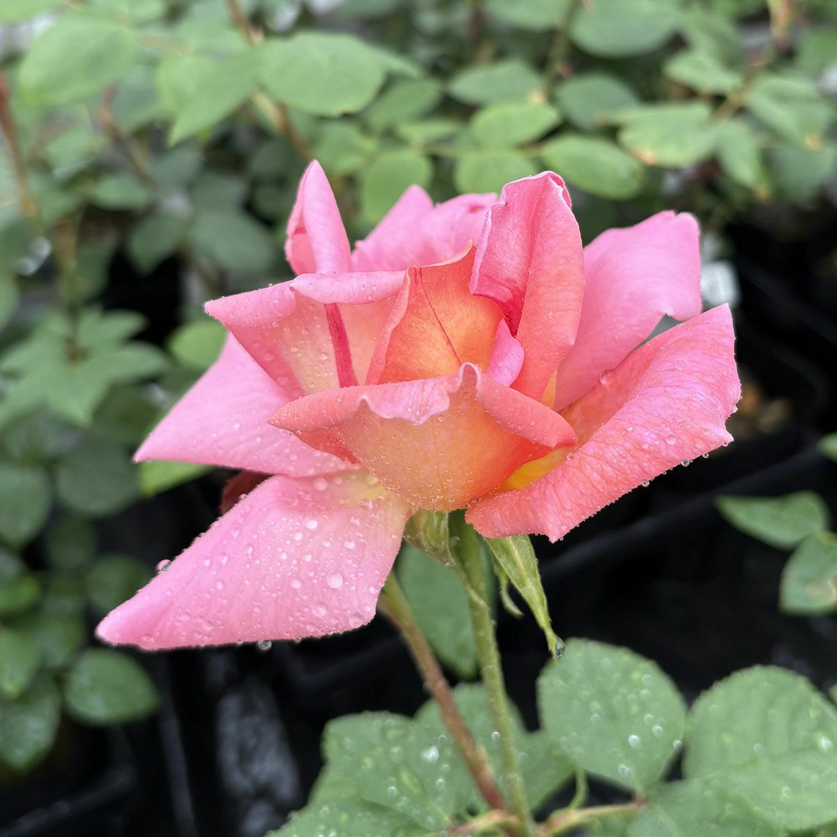 バラ苗ウェストミンスター