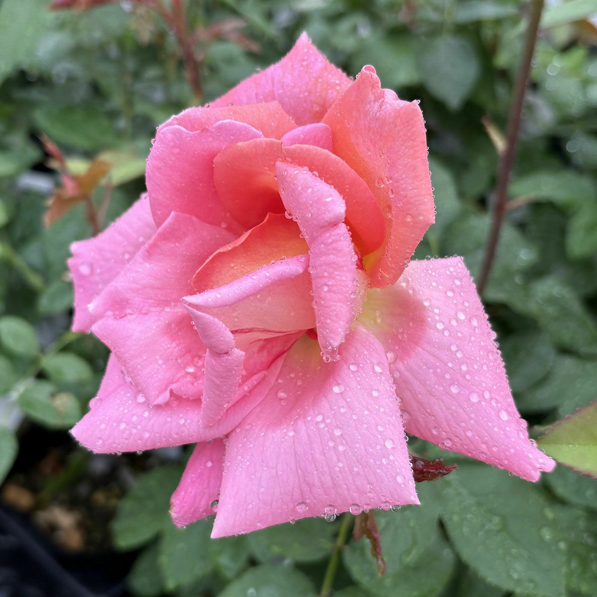 バラ苗ウェストミンスター