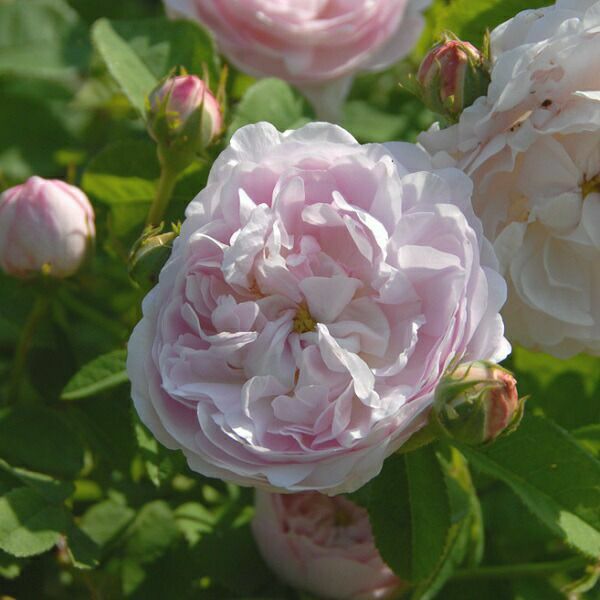 バラ苗ドゥシェルフ