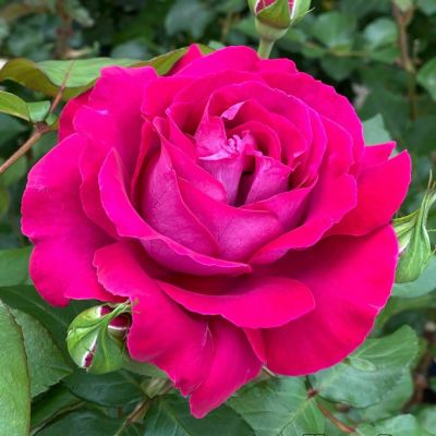 形状から選ぶ | THE ROSE SHOP｜バラ専門店 ザローズショップ