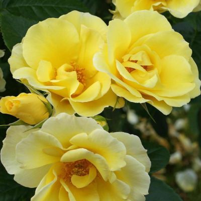ストラットン⭐︎コンパクト　バラ　ゴールド バラ | 菊の育種、種苗販売。イノチオ精興園