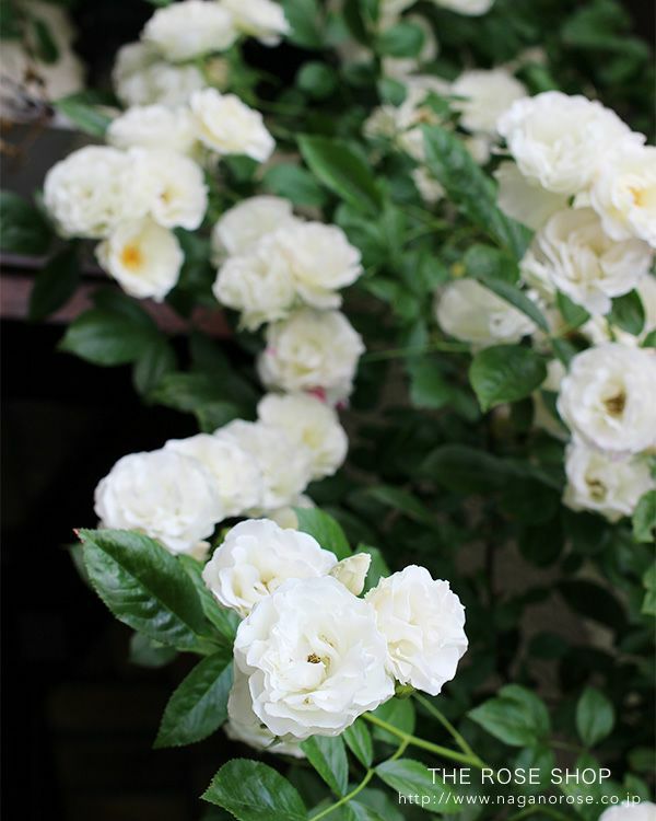 バラ苗つるサマースノー