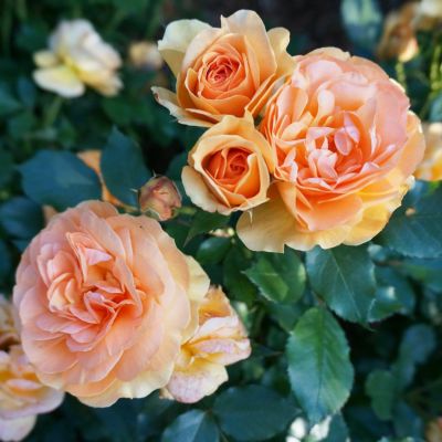 定価　5,775円■送料無料■イノセントワールド■ローズドゥマリエ薔薇クリップ Innocent World Online Shop