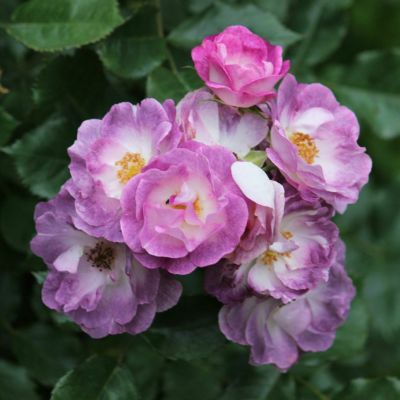 ワーナーズ・ローゼス Warner's Roses (イギリス) | THE ROSE