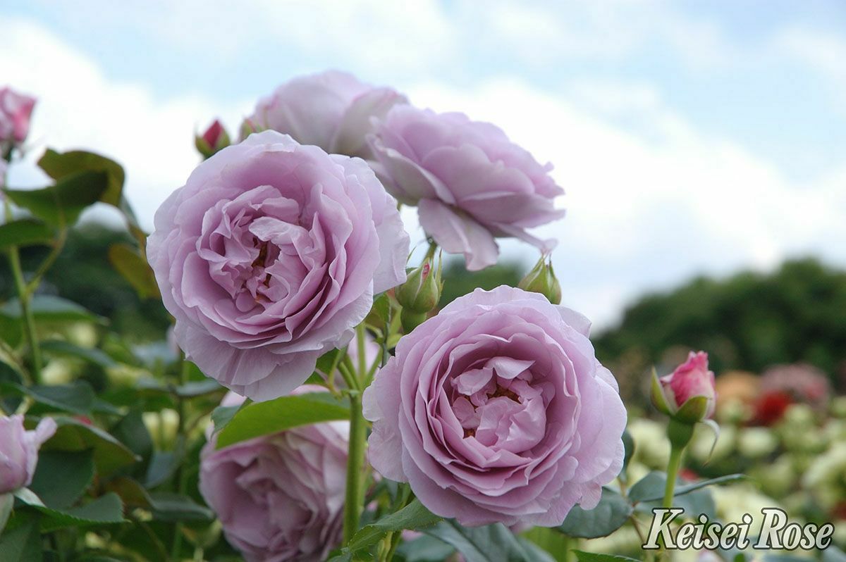 バラ苗しのぶれど