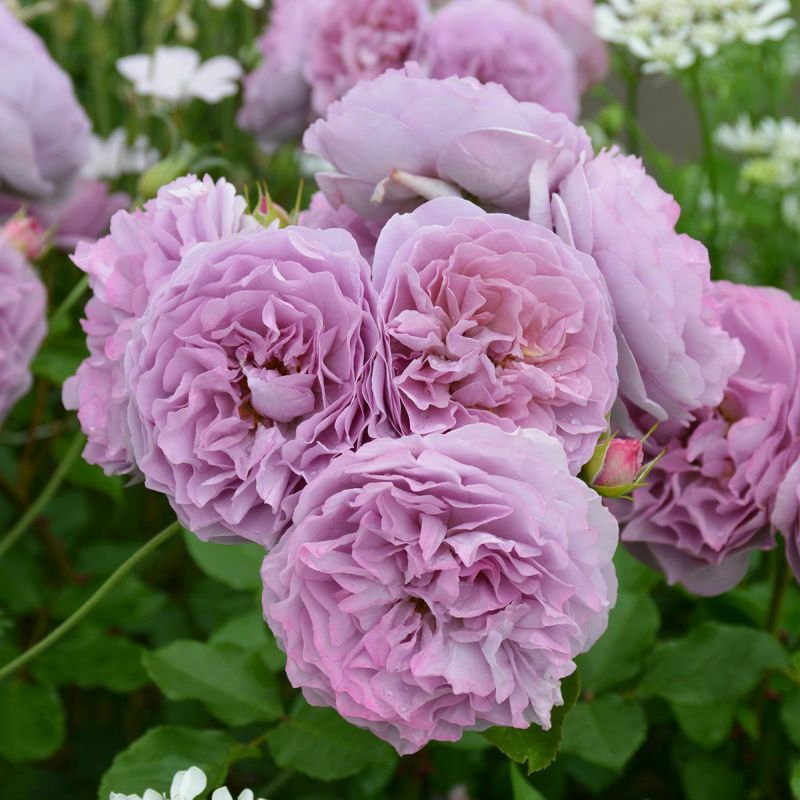 バラ苗 【レヴリ】 (新苗植え替え) フロリバンダ 四季咲き 中輪 紫系