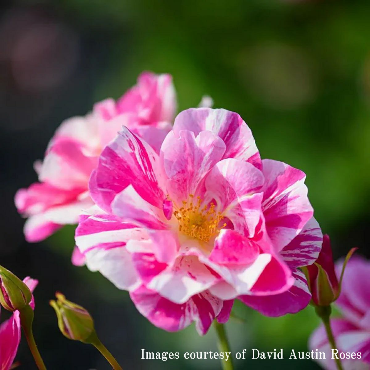 複色系のバラ | THE ROSE SHOP｜バラ専門店 ザローズショップ 本店