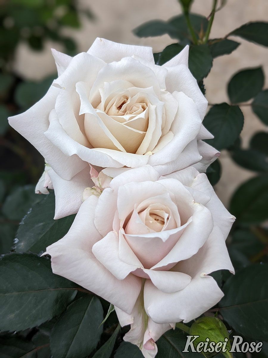 バラ苗希成 (きなり)