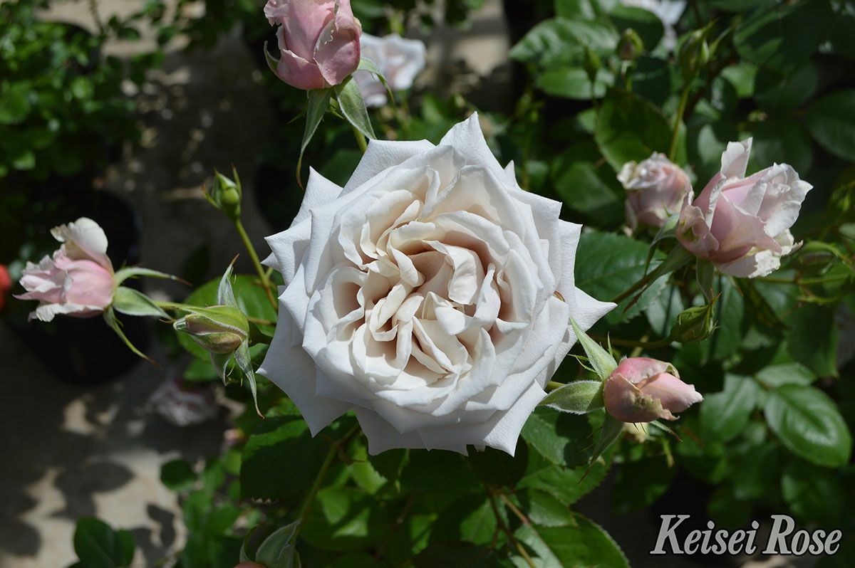 バラ苗希成 (きなり)