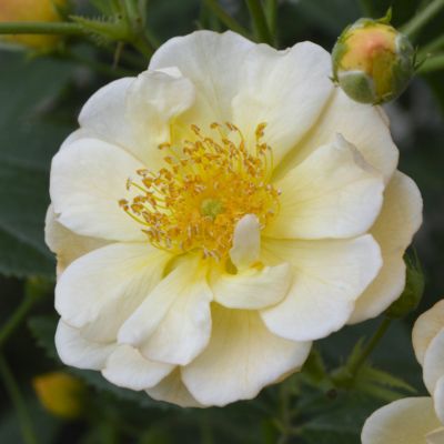 予約大苗 | THE ROSE SHOP｜バラ専門店 ザローズショップ 本店 - バラ