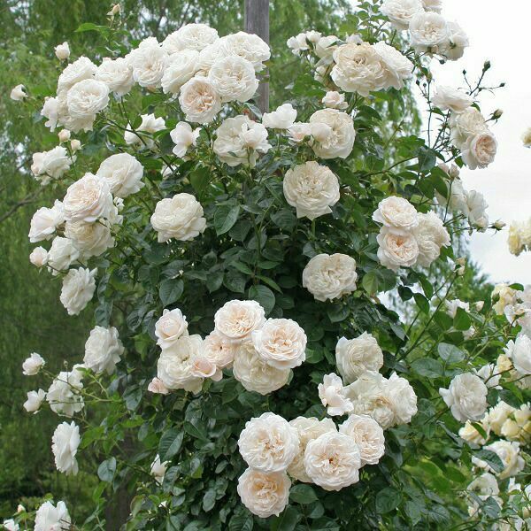 バラ苗サマーメモリーズ