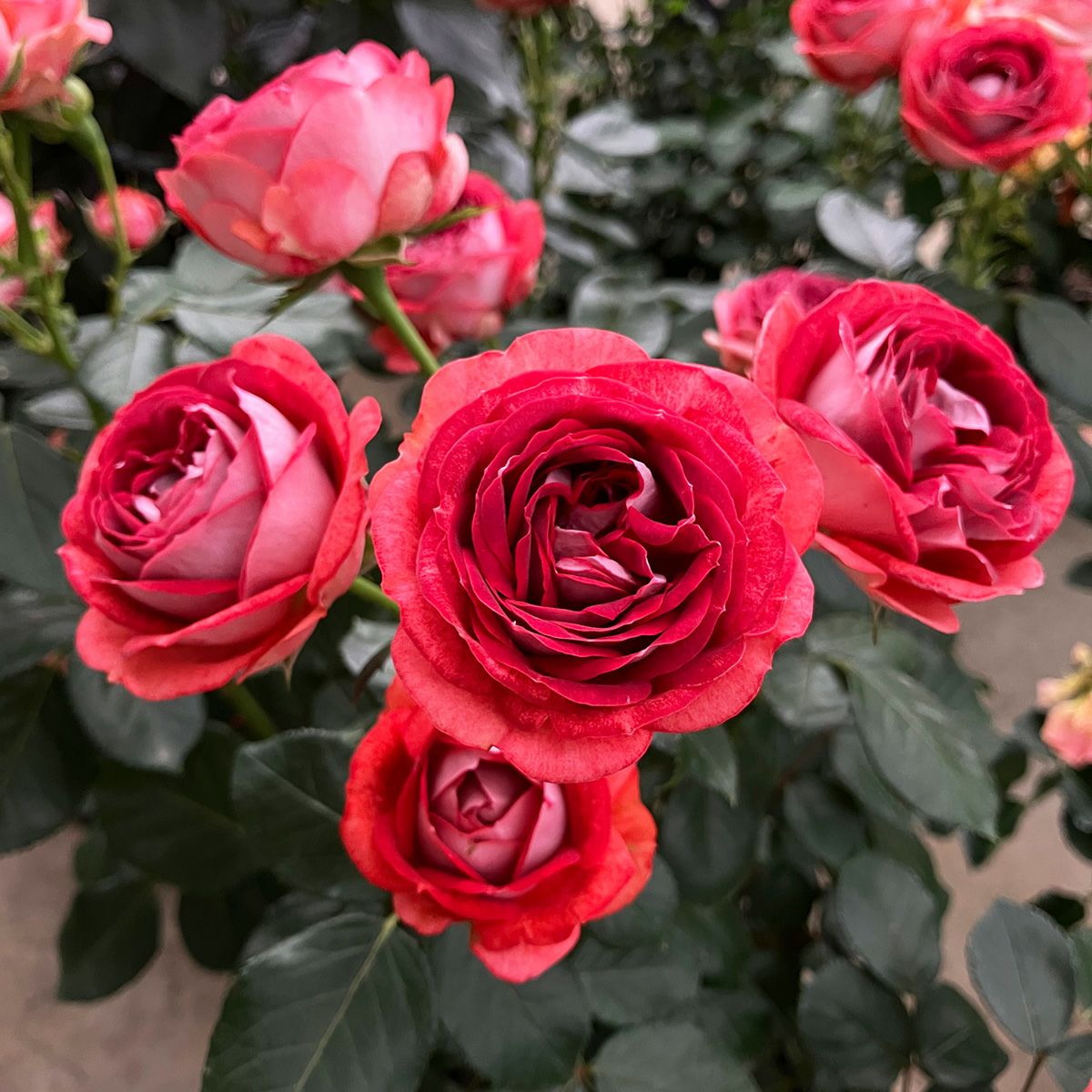 S様✦バラ苗✦ꕥ。.ご確認用ページꕤ‿ꕤ.。 予約苗 バラ苗 【ストロベリーミスト】 (大苗) フロリバンダ 四季咲き