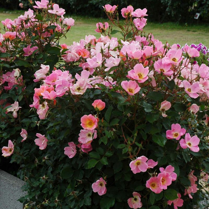 予約苗 バラ苗 【レインボーノックアウト】 (大苗裸苗) フロリバンダ