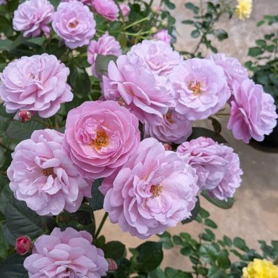 次回2025年秋] 予約大苗 | THE ROSE SHOP｜バラ専門店 ザローズ