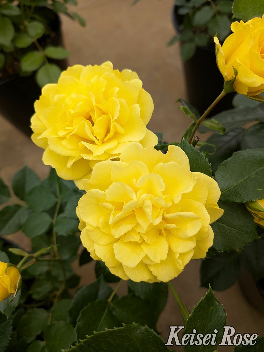 バラ苗ゴールデンストリートカラーズ