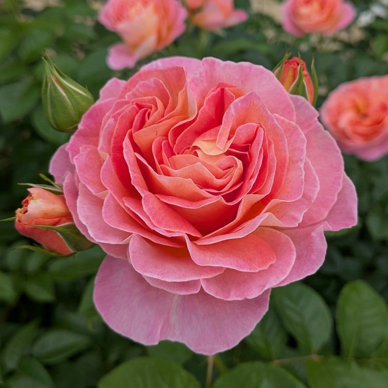 予約苗 バラ苗 【ドルンブルガーシュロスローズ】 (大苗裸苗