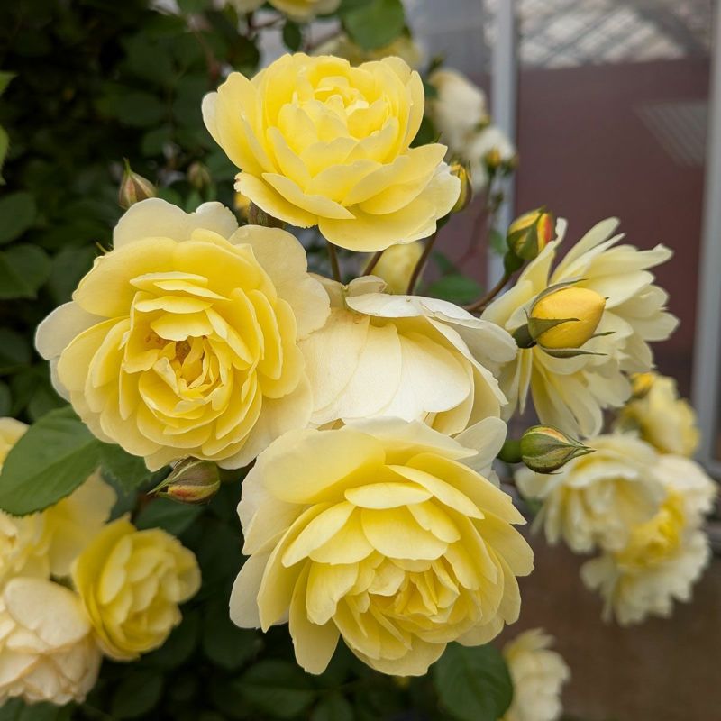 予約苗 バラ苗 【レモンシルエッタ】 (大苗裸苗) つるバラ 返り咲き 小